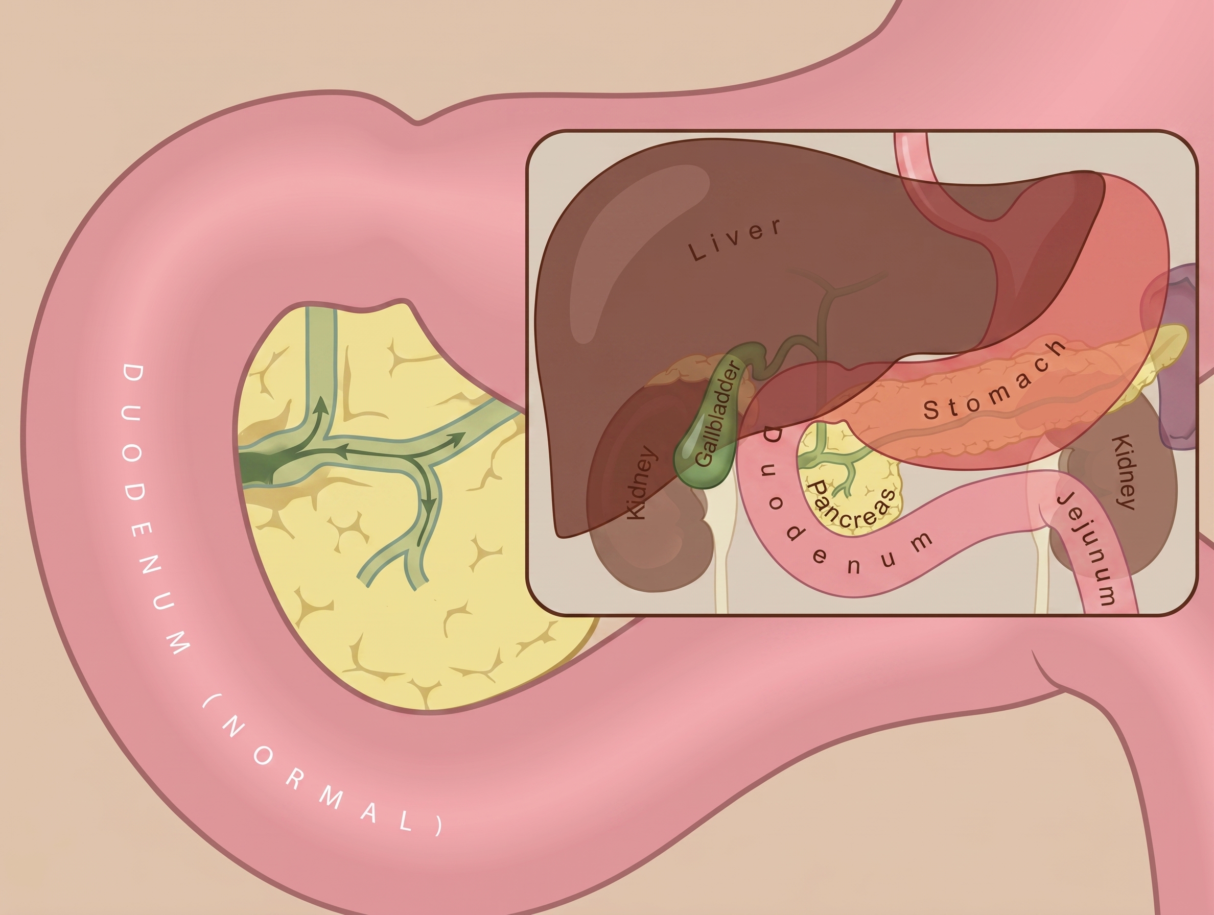 Normal stomach and duodenal anatomy diagram